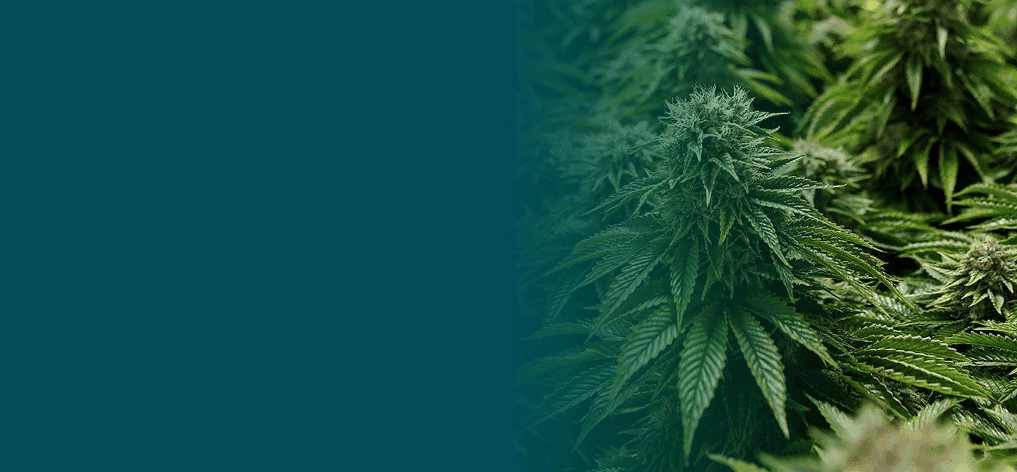 All4Cannabis Headergrafik mit Cannabisblättern